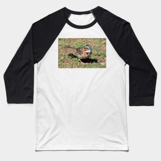 Rufous-collared Sparrow Baseball T-Shirt